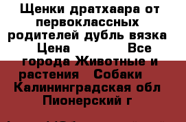 Щенки дратхаара от первоклассных  родителей(дубль вязка) › Цена ­ 22 000 - Все города Животные и растения » Собаки   . Калининградская обл.,Пионерский г.